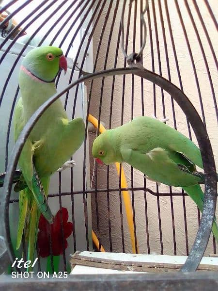 Pahari, sun conure, pineapple conure Ringneck 4