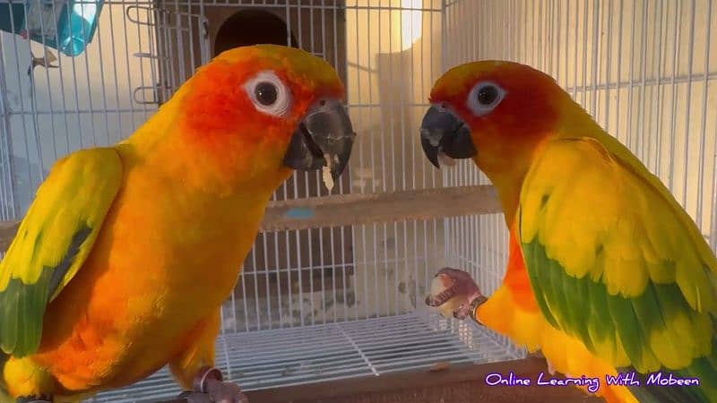 Pahari, sun conure, pineapple conure Ringneck 6