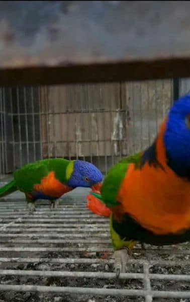 Pahari, sun conure, pineapple conure Ringneck 7