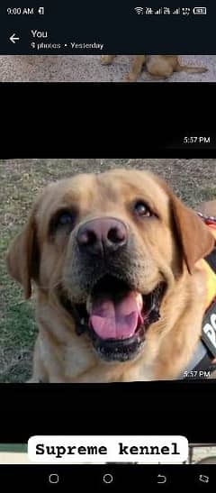 Male British Labrador Retriever