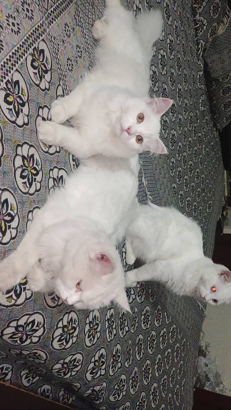 White Persian cats doll faced 5