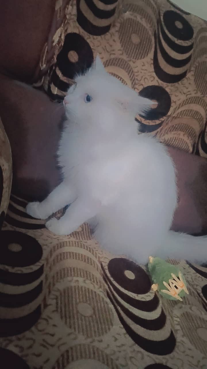 White Persian cats doll faced 8