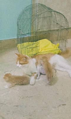 New born kittens | Orange cats