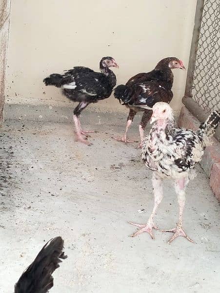 ASEEL MURGHA MURGHIYA & CHOOZAY FOR SALE 9