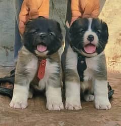 Bhagwan Kochi pair 2 months for sale