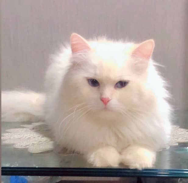 Persian cat triple coat feline face 1