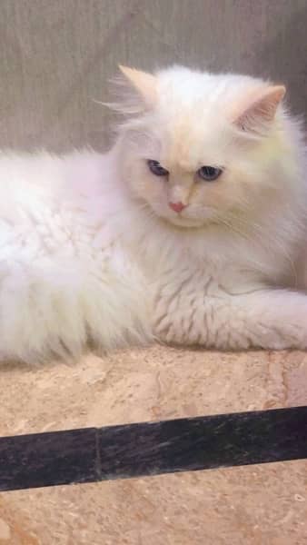 Persian cat triple coat feline face 2