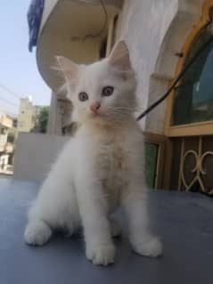 Persian kitten female