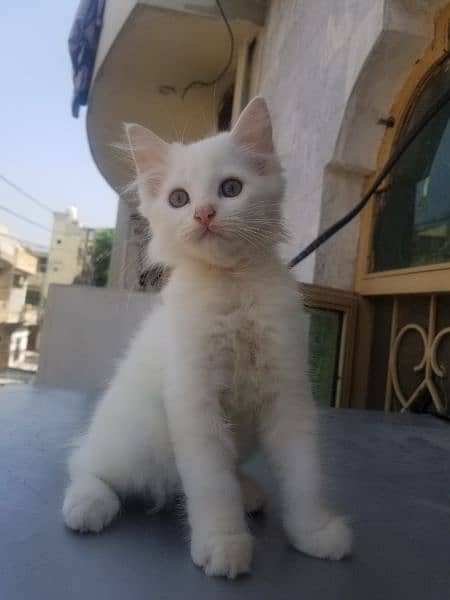 Persian kitten female 1