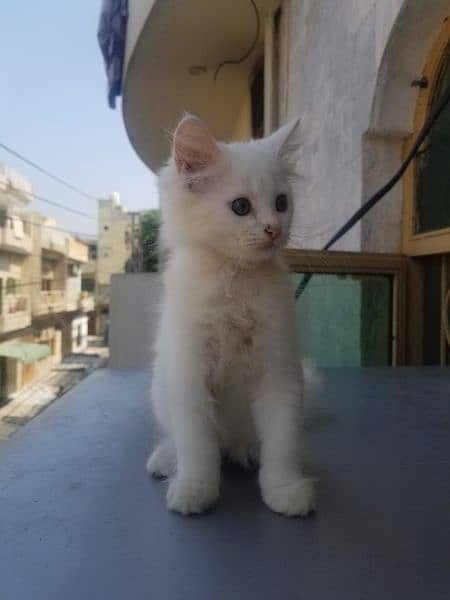 Persian kitten female 3