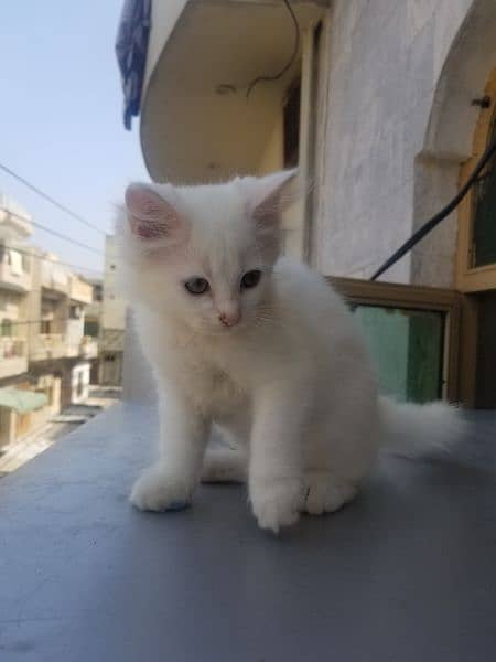 Persian kitten female 4