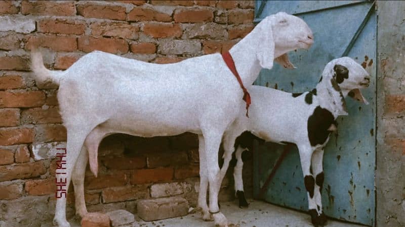 Rajanpuri bakri 4 dant 1 kg milk ak time ka ha  Sath 4 month ka bacha 5