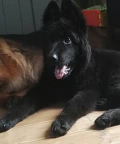 German shepherd Top quality long coat black female available 0