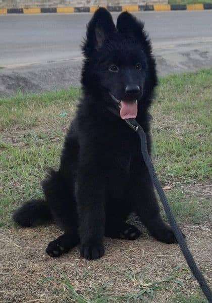 German shepherd Top quality long coat black female available 1