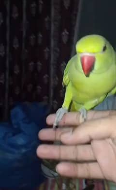 hamd tame and talking parrot