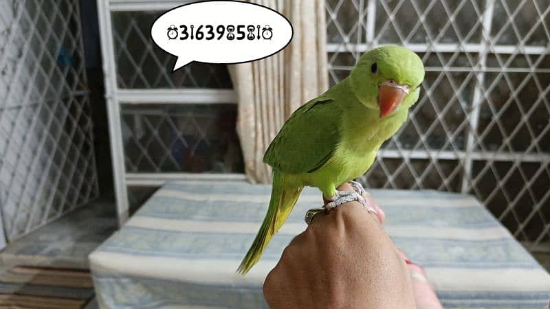 Fully Hand Taimed Ringneck 0