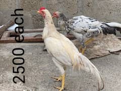 Hens males females sale 0