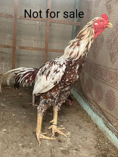 Hens males females sale 3