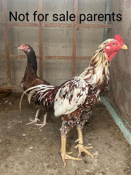 Hens males females sale 5