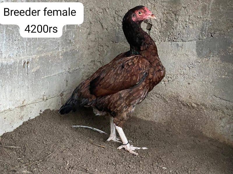 Hens males females sale 7