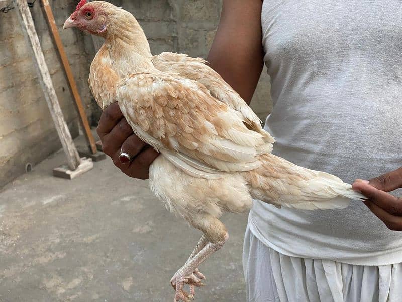 Hens males females sale 8