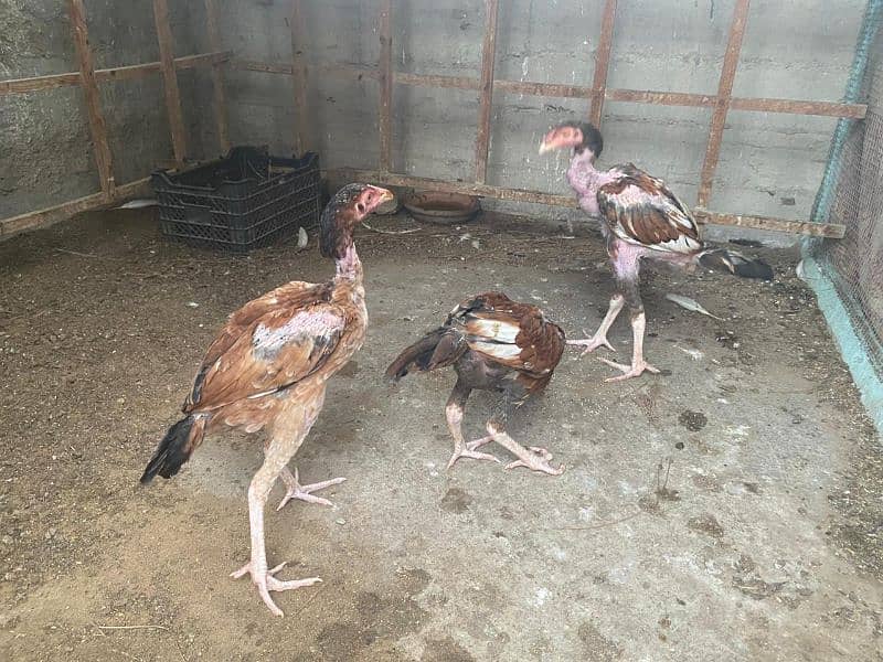 Hens males females sale 10