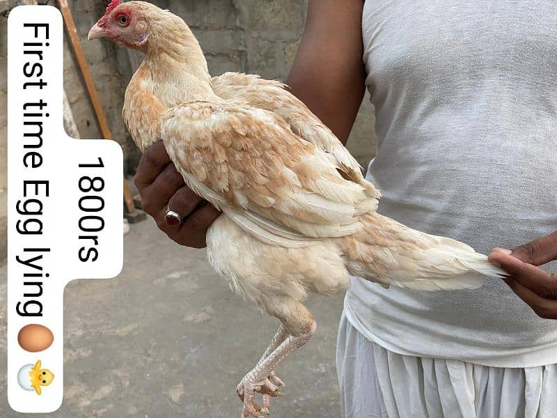 Hens males females sale 16