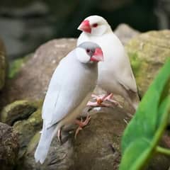 Java sparrows split fawn