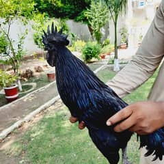 grey tongue ayam cemani