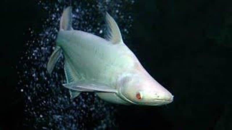 Red Eyes white shark albino pair 0