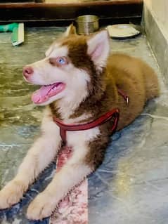 Siberian Husky male puppy