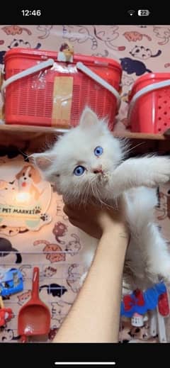 persian cat tripple coat blue eyes