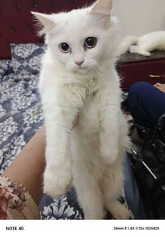 Persian kittens for sale