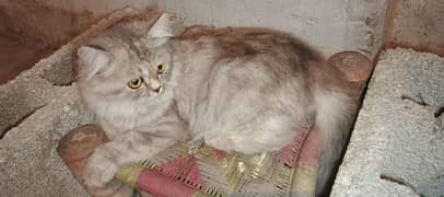 Persian Cat fully trained and vaccinated