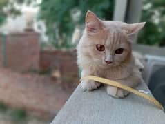 Persian cat 3 months kitten Brown colour