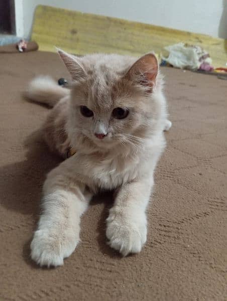 Persian cat 3 months kitten Brown colour 3