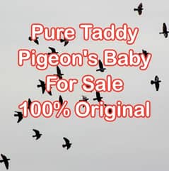 Taddy Pigeon's