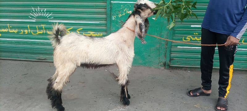 Nachi Bakra 0