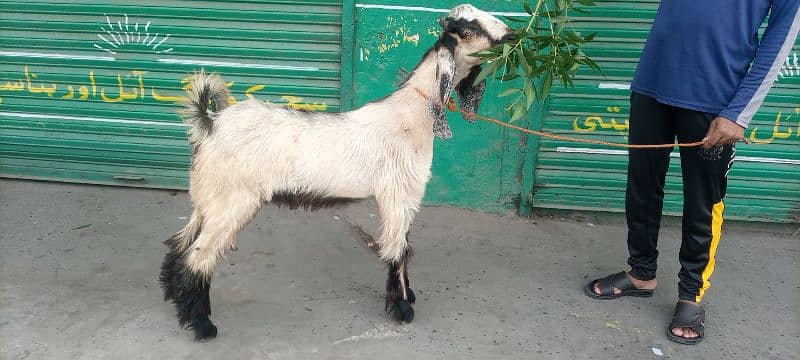 Nachi Bakra 1