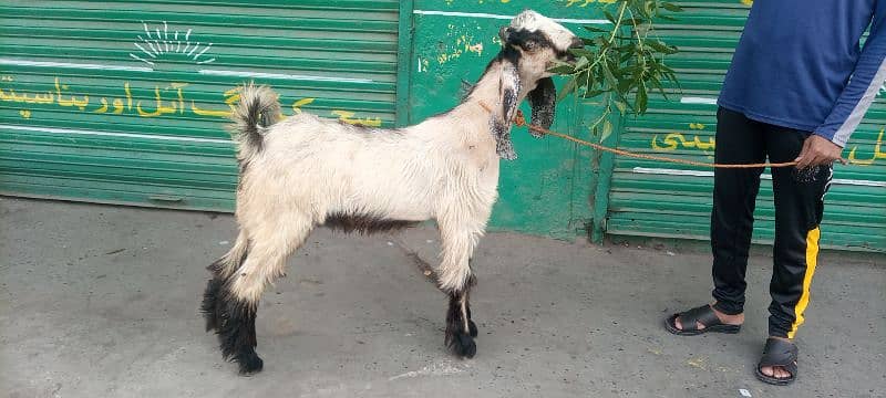 Nachi Bakra 2