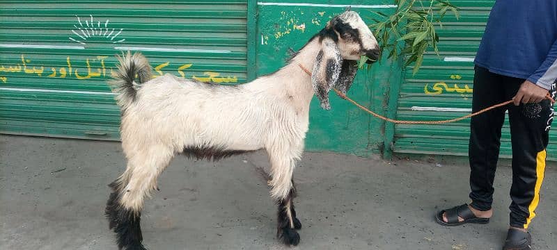 Nachi Bakra 3