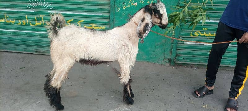 Nachi Bakra 4