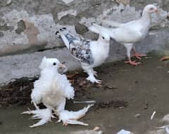 Good quality Fancy Pigeons for sale