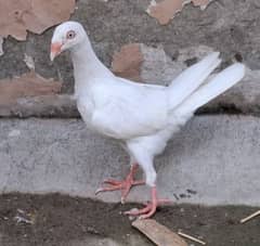 Good quality Fancy Pigeons for sale