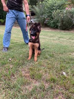 Gsdcp Pedigreed female pup