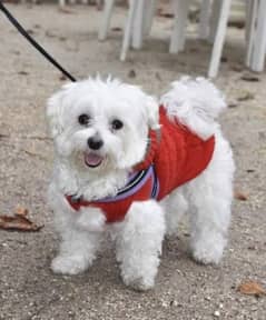 Maltese shih tzu cross