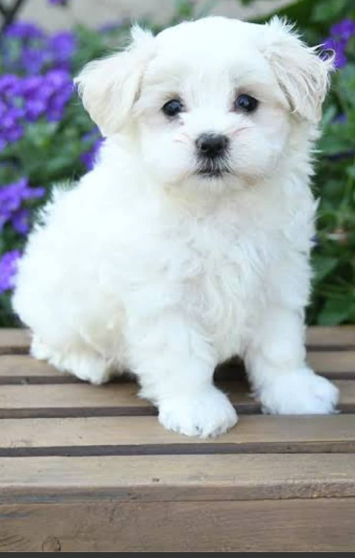 Maltese shih tzu cross 1