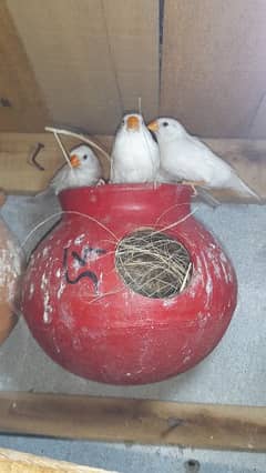 snow white finch breader 3 pairs 0