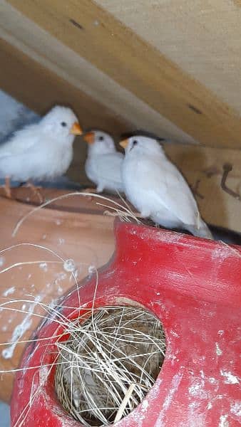 snow white finch breader 3 pairs 1