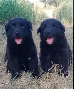 German Shepherd Puppies For Sale